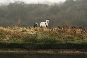 Skewbold horse looks on